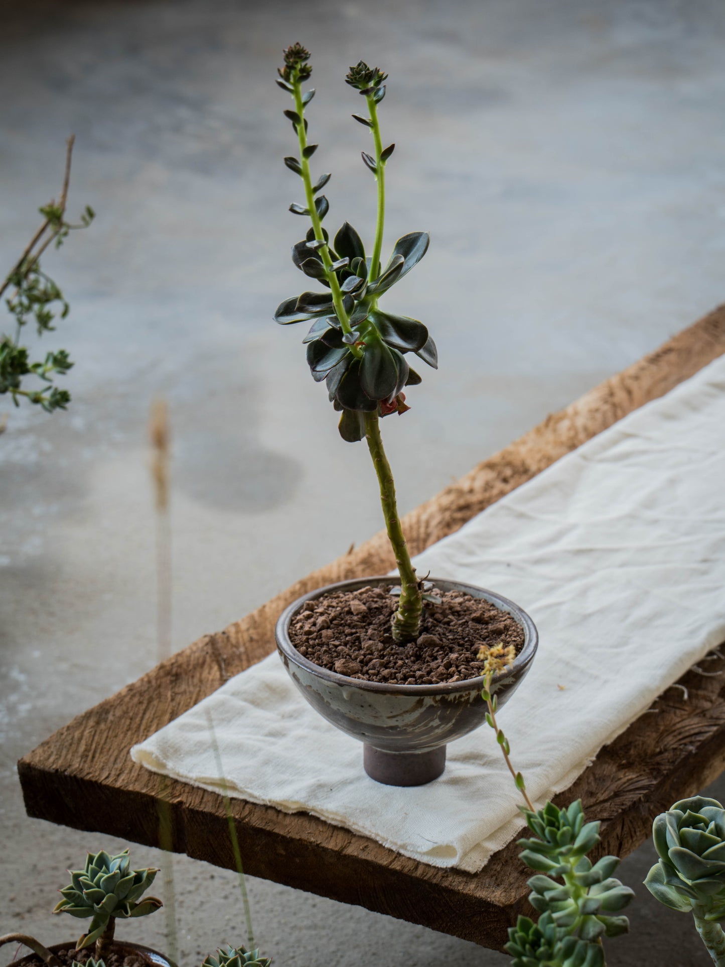 Storm Gray Plant Pot | M
