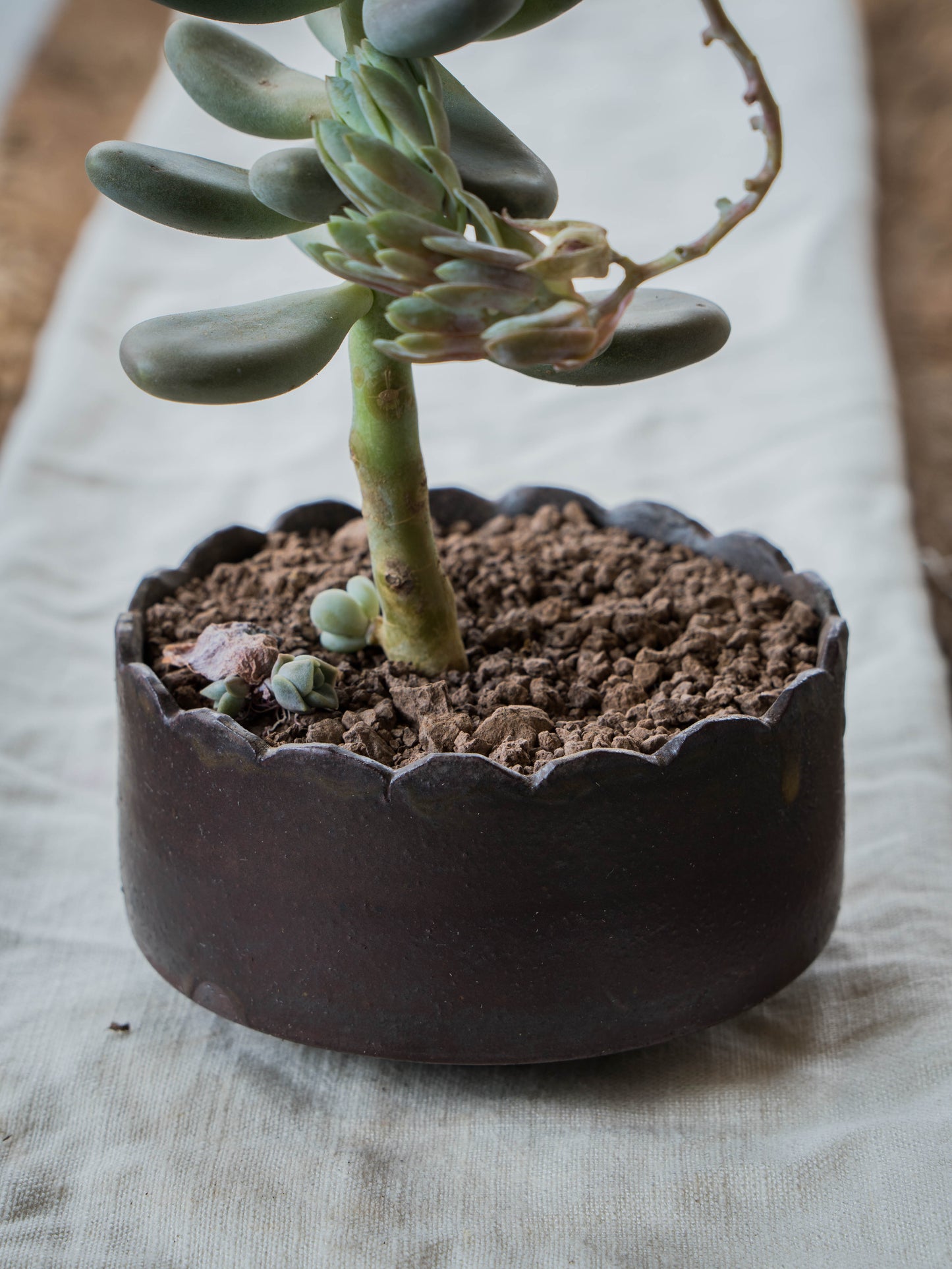 Copper Lustre Plant Pot | M