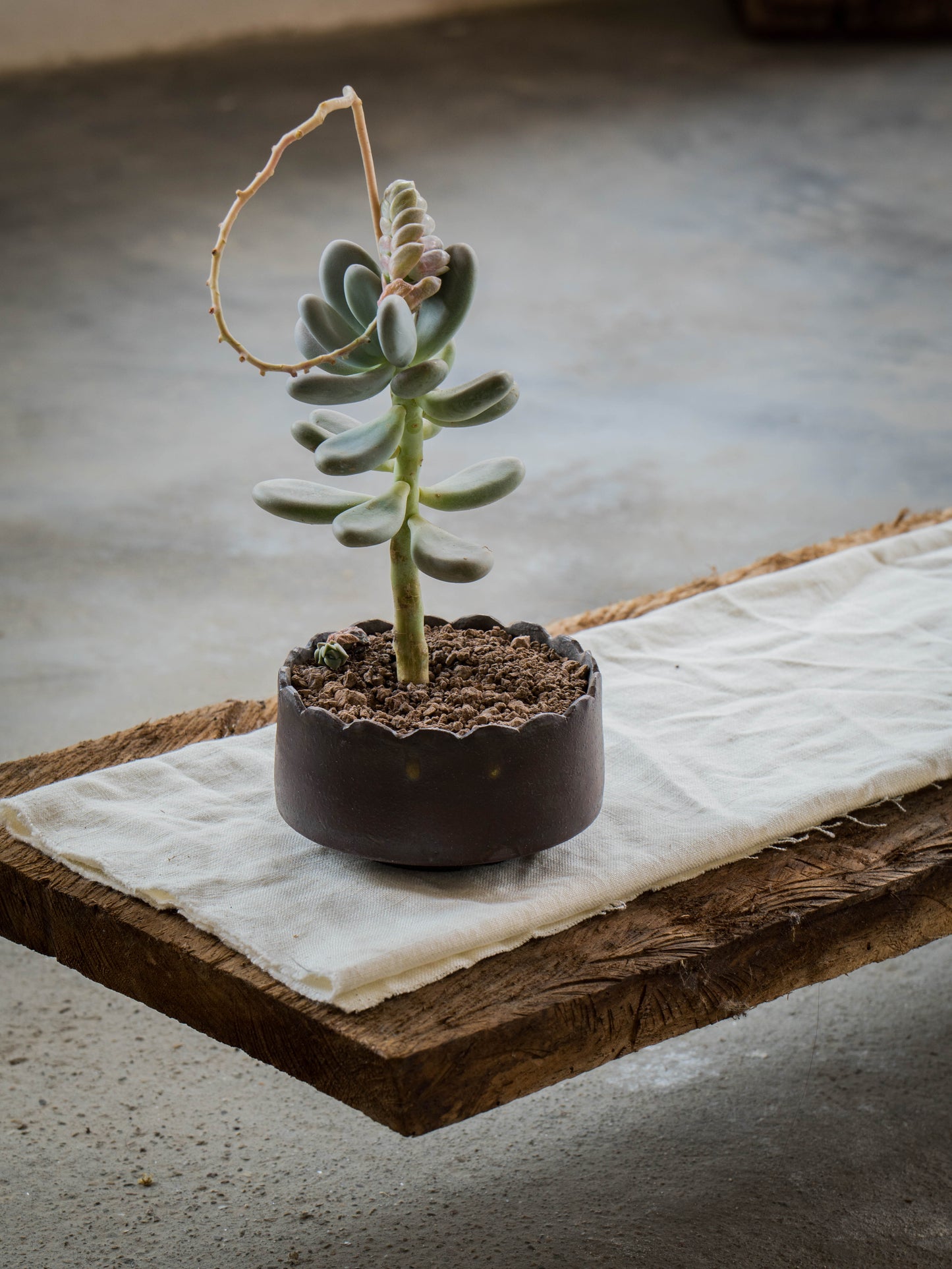 Copper Lustre Plant Pot | M