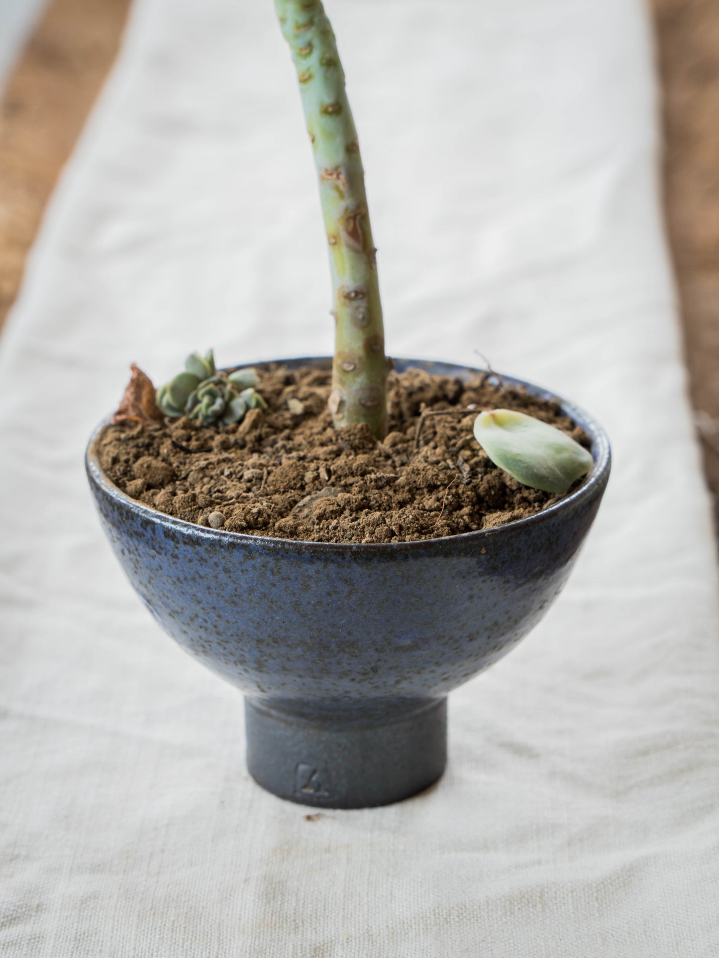 Lavender Plant Pot | S