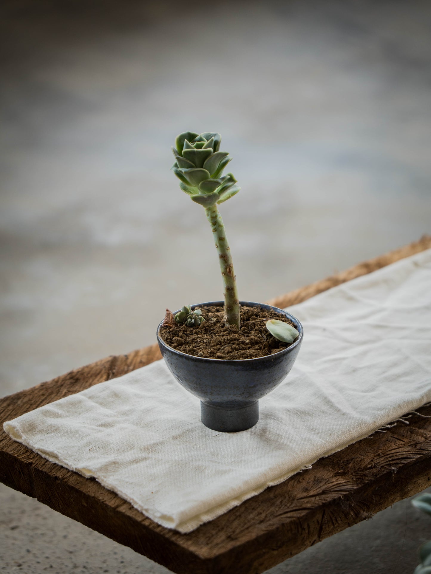 Lavender Plant Pot | S