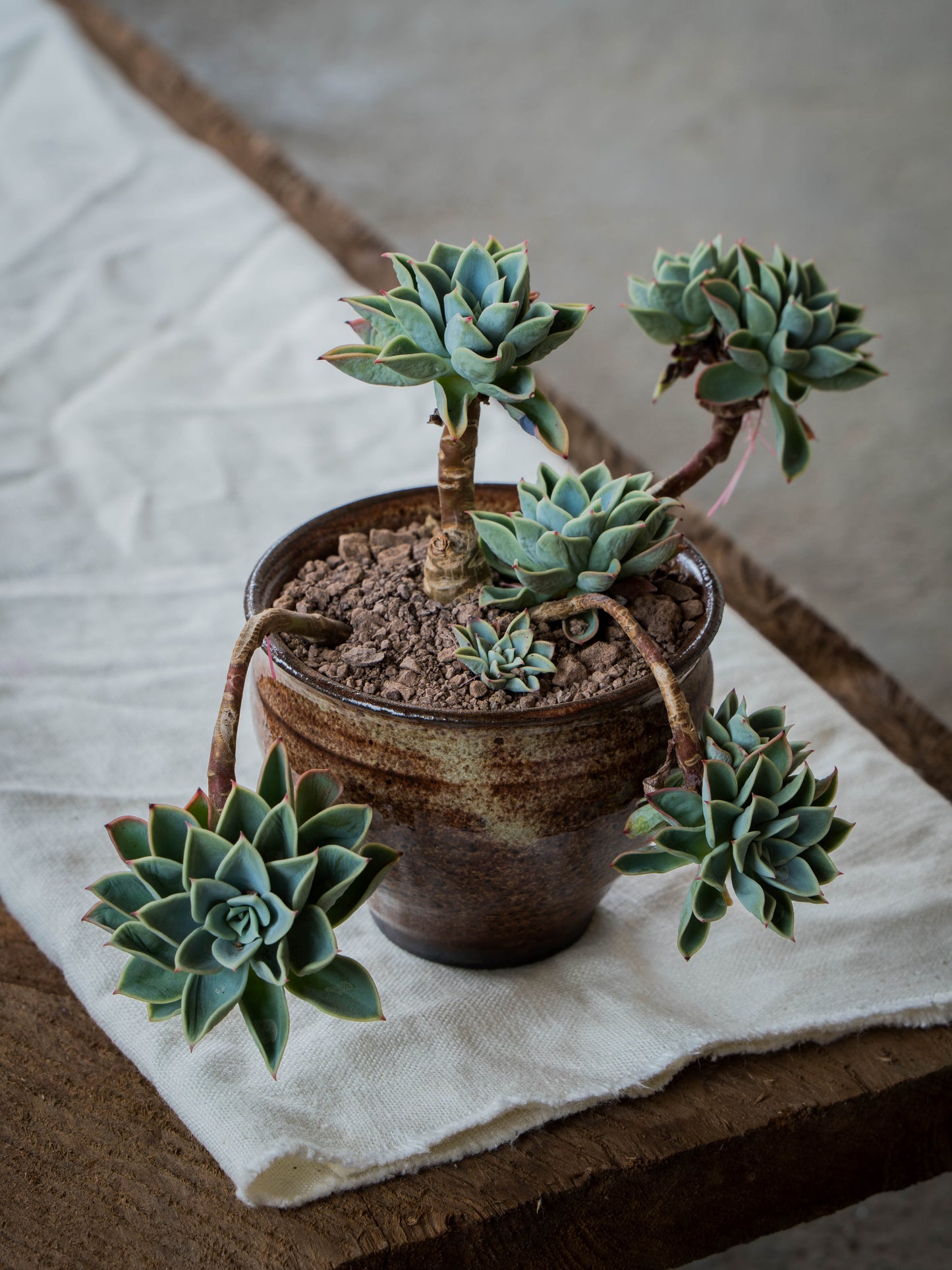 Ochre Plant Pot | S