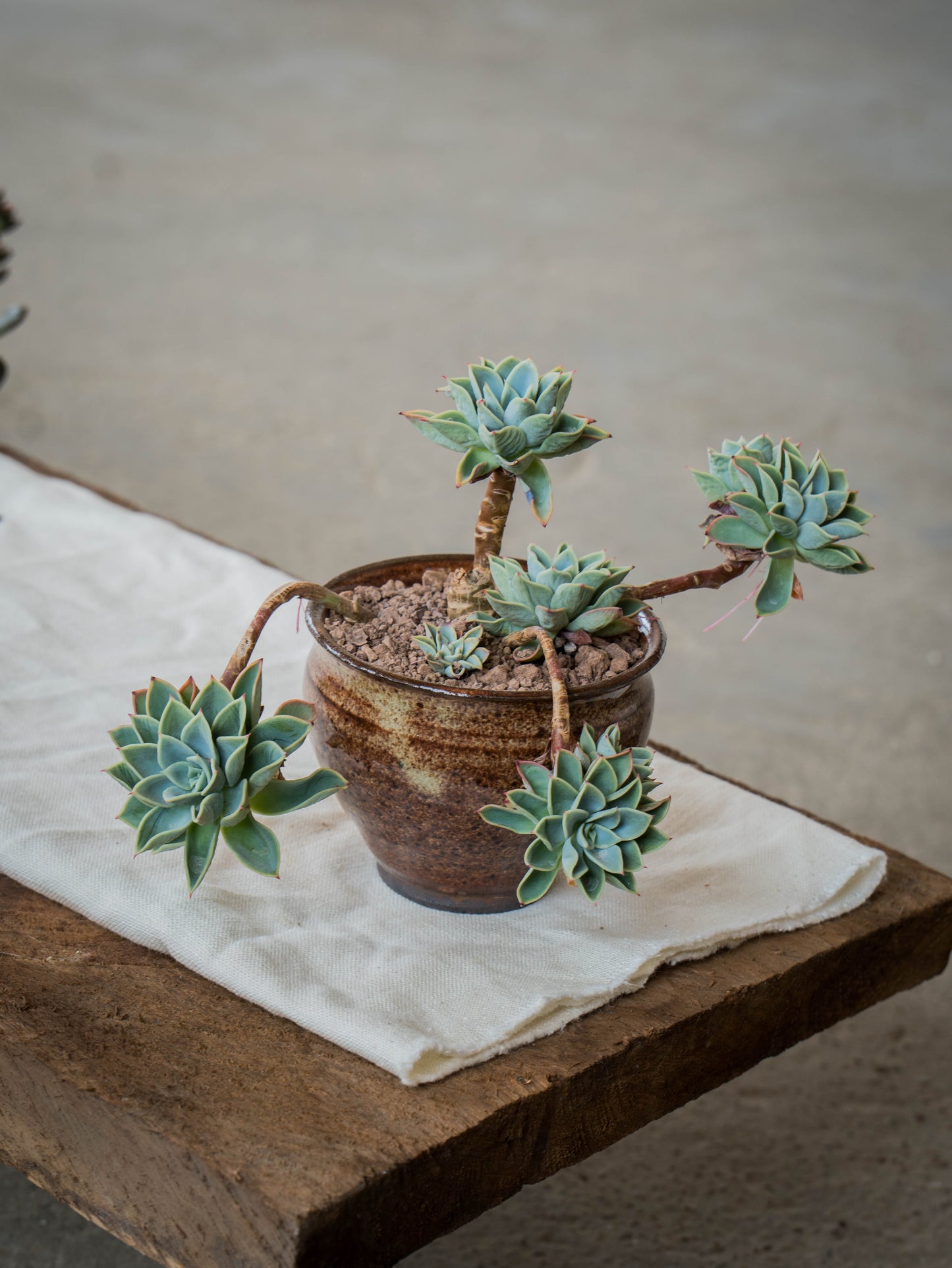 Ochre Plant Pot | S