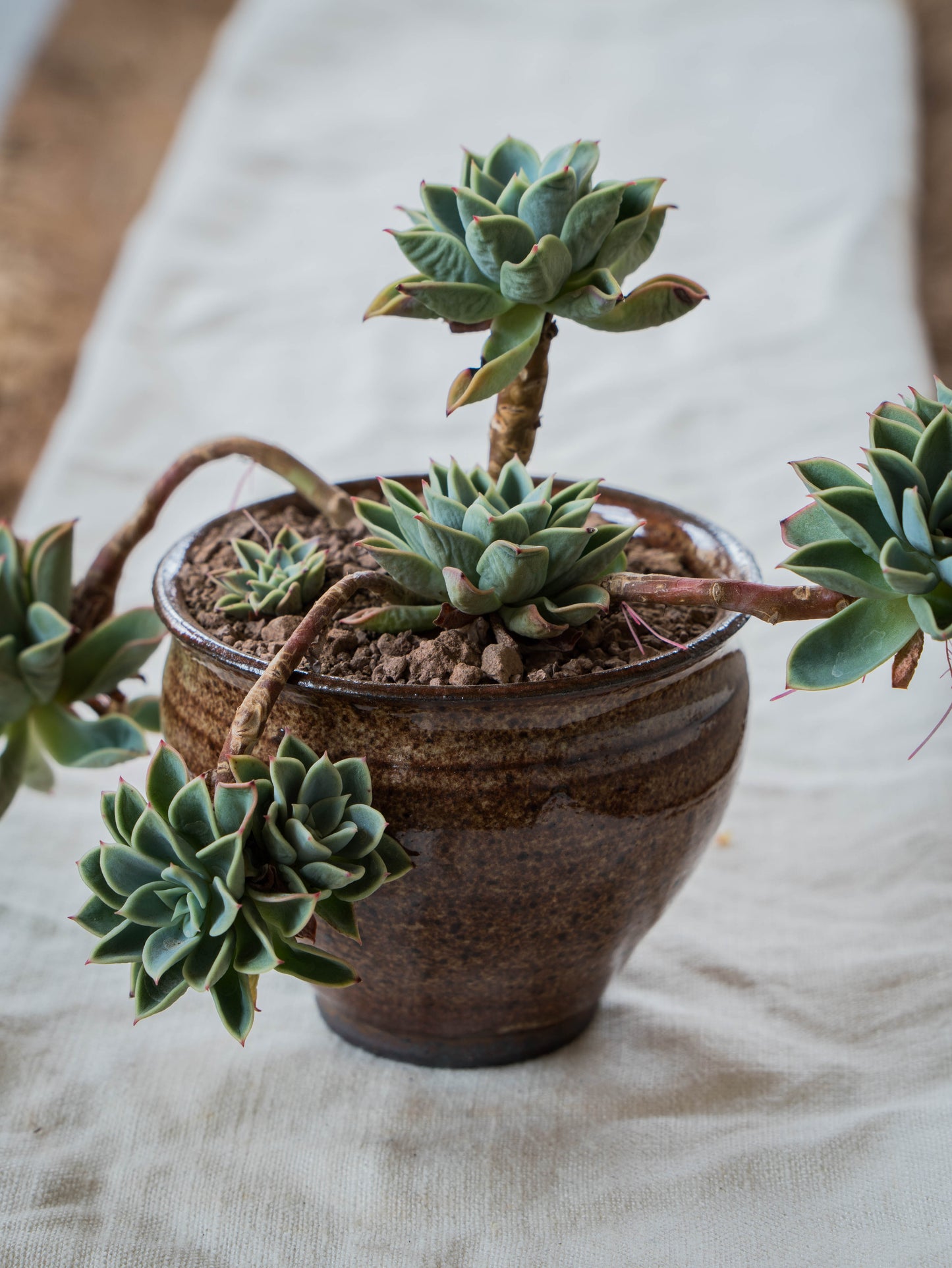 Ochre Plant Pot | S