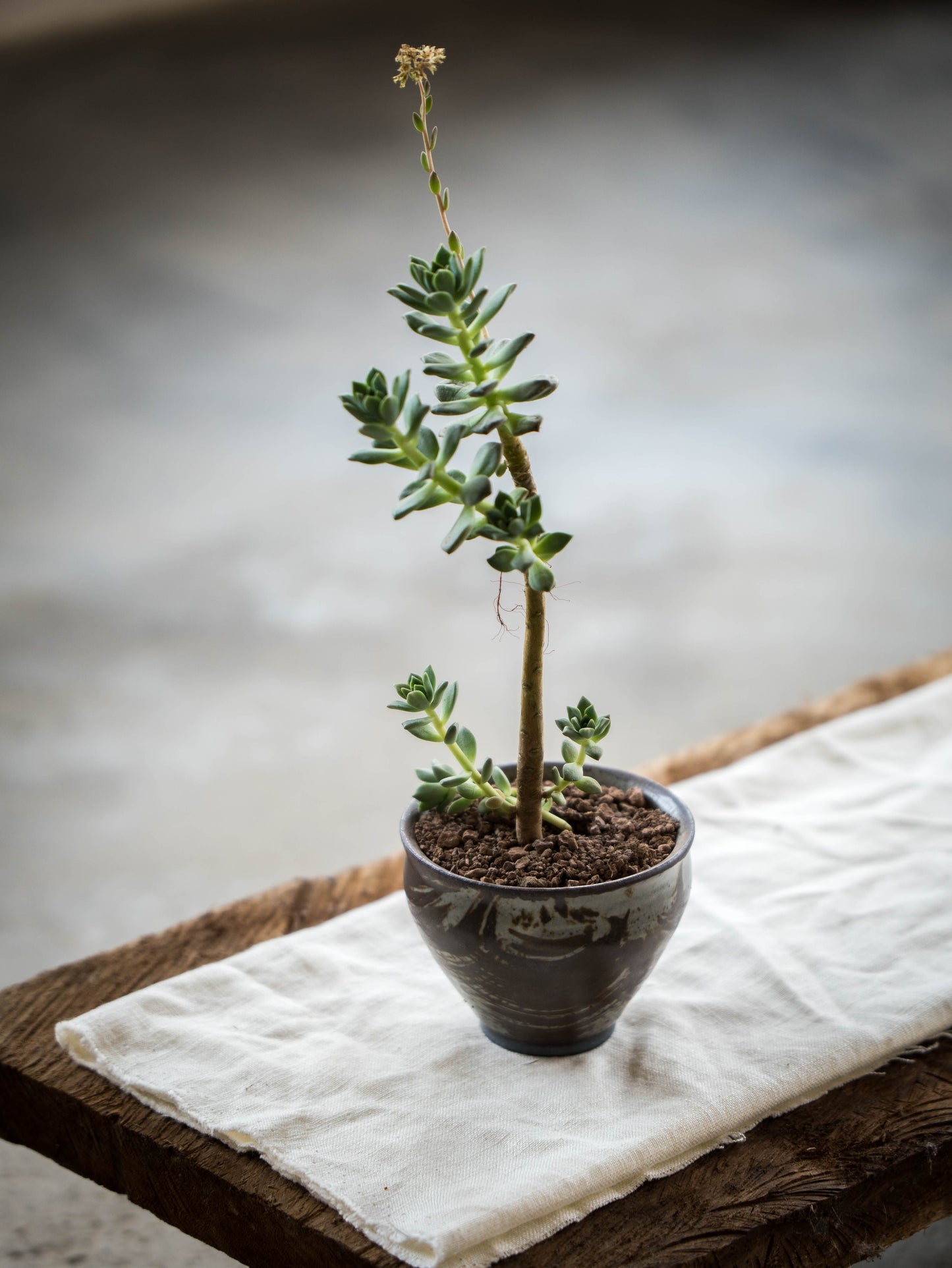 Storm Gray Plant Pot | S