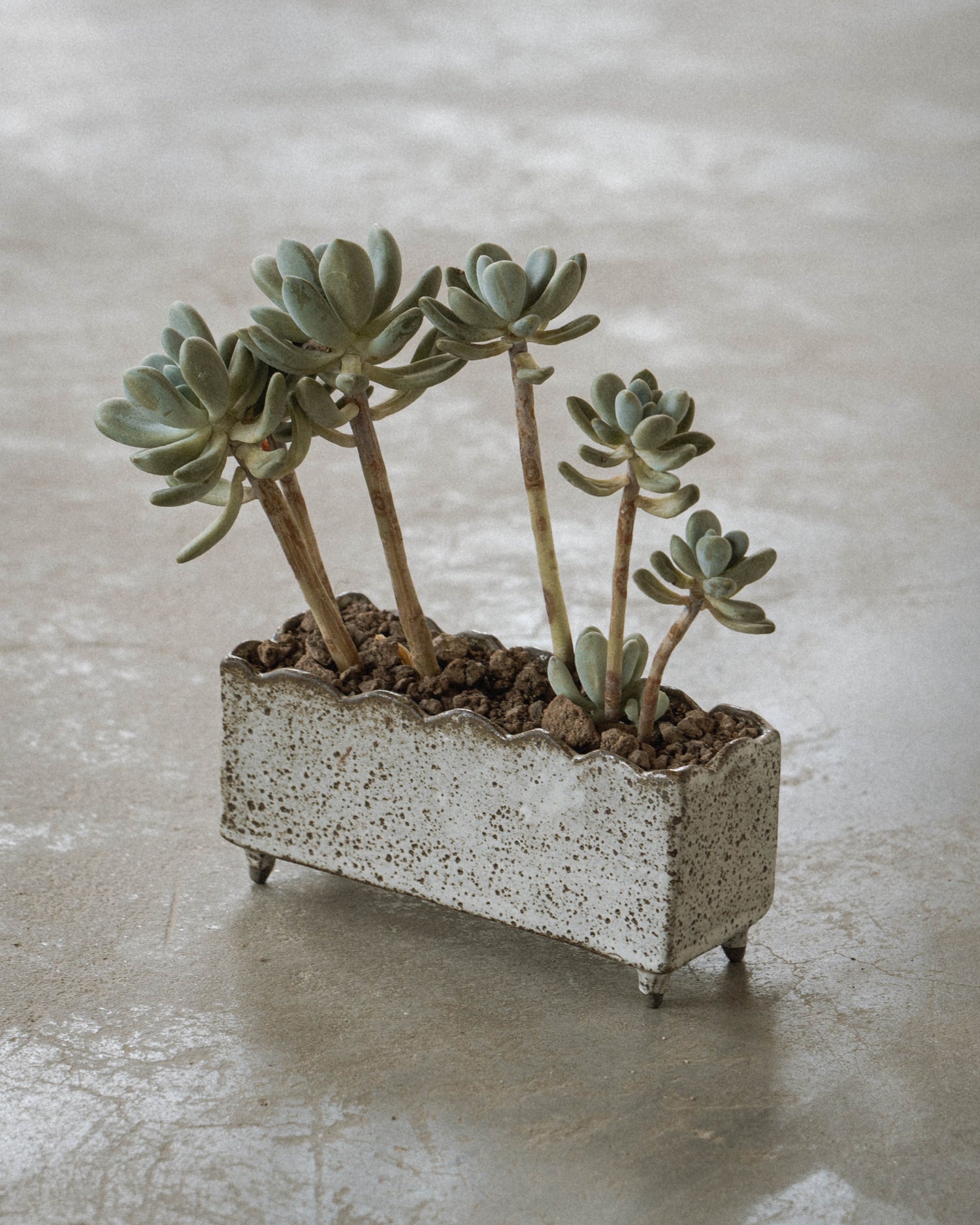 Plant Pot