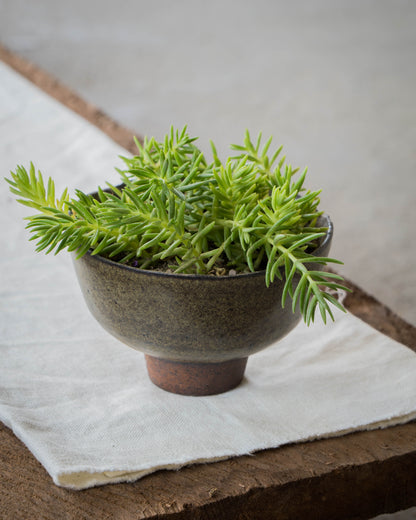 Moss Ash Plant Pot | M
