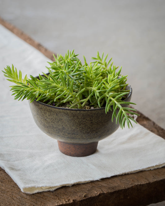 Moss Ash Plant Pot | M