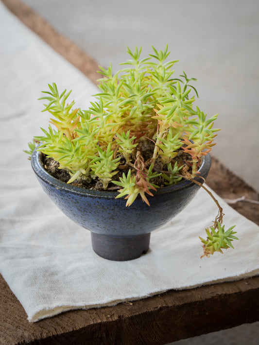 Lavender Plant Pot | M