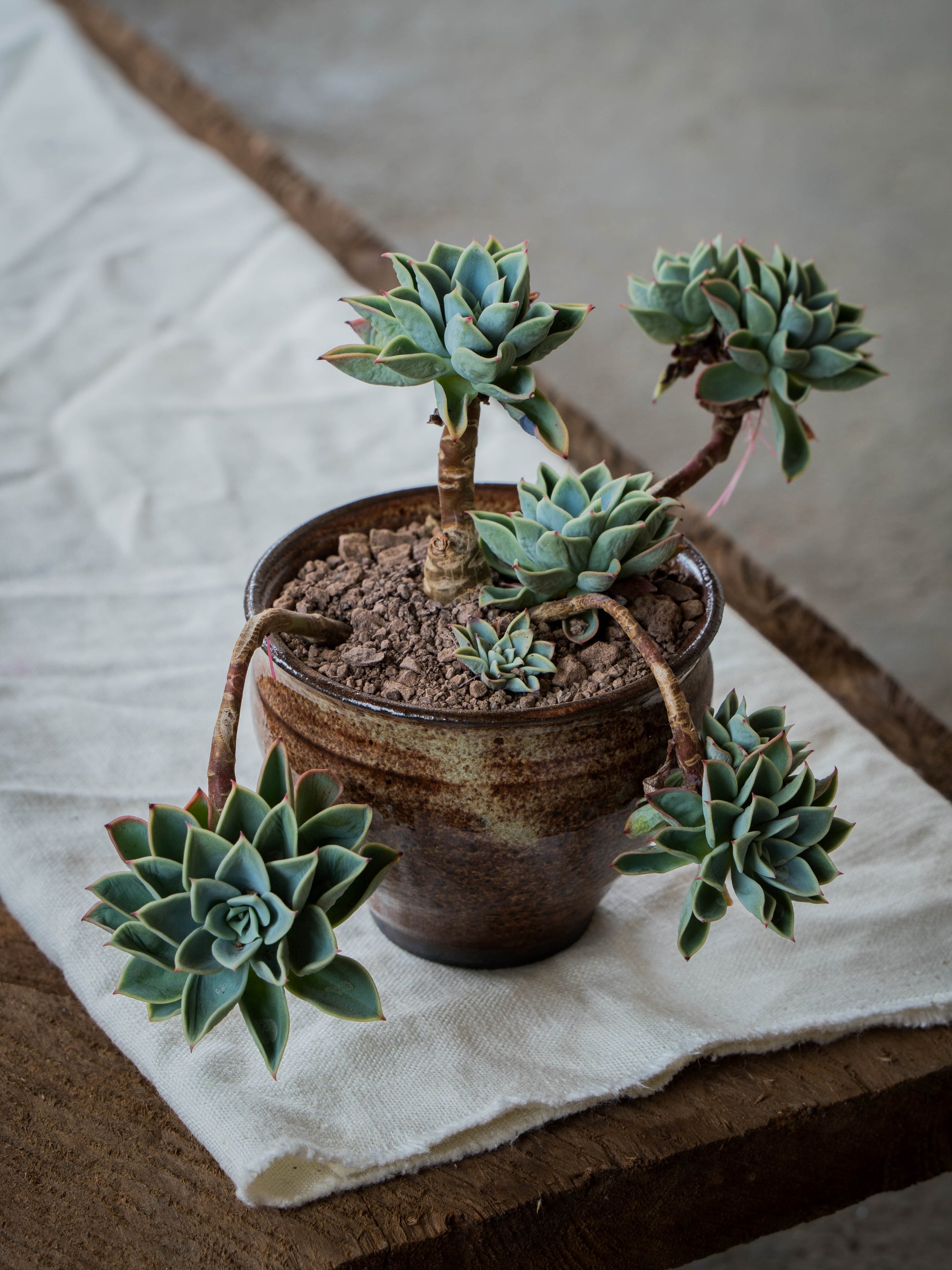 ochre plant pot Ochre Plant Pot