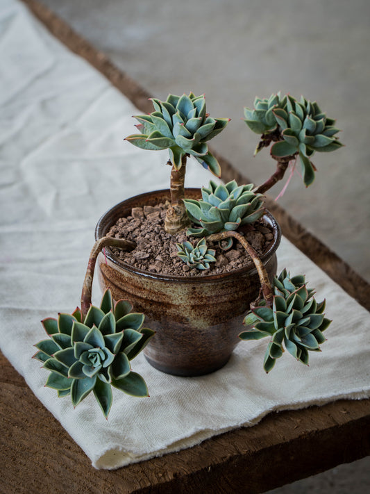 Ochre Plant Pot | S